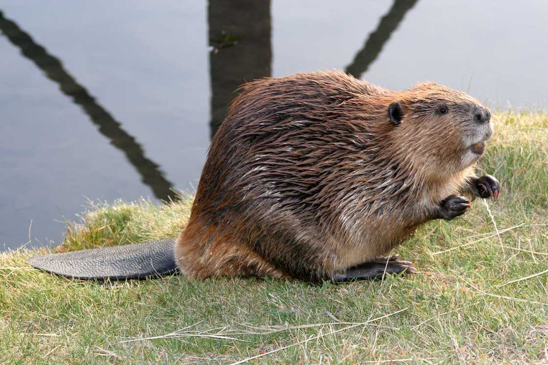 The North American Beaver begging The North American Beaver begging