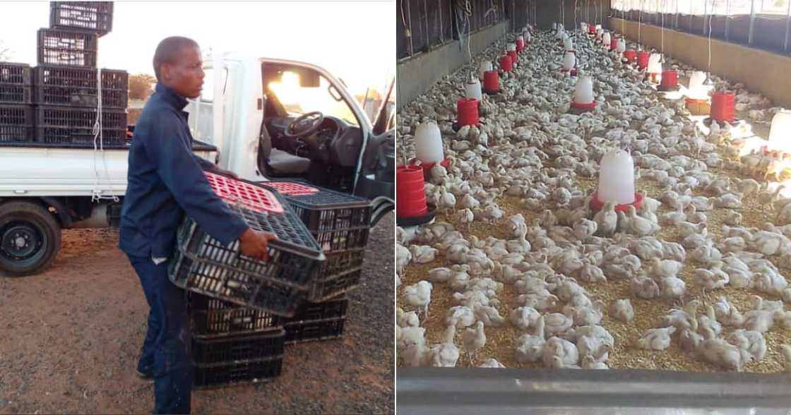 Woman, farmer, chickens, flock, amazing, inspirational, social media reactions Woman, farmer, chickens, flock, amazing, inspirational, social media reactions