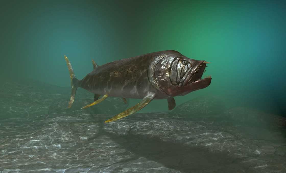 Xiphactinus in the deep sea Xiphactinus in the deep sea