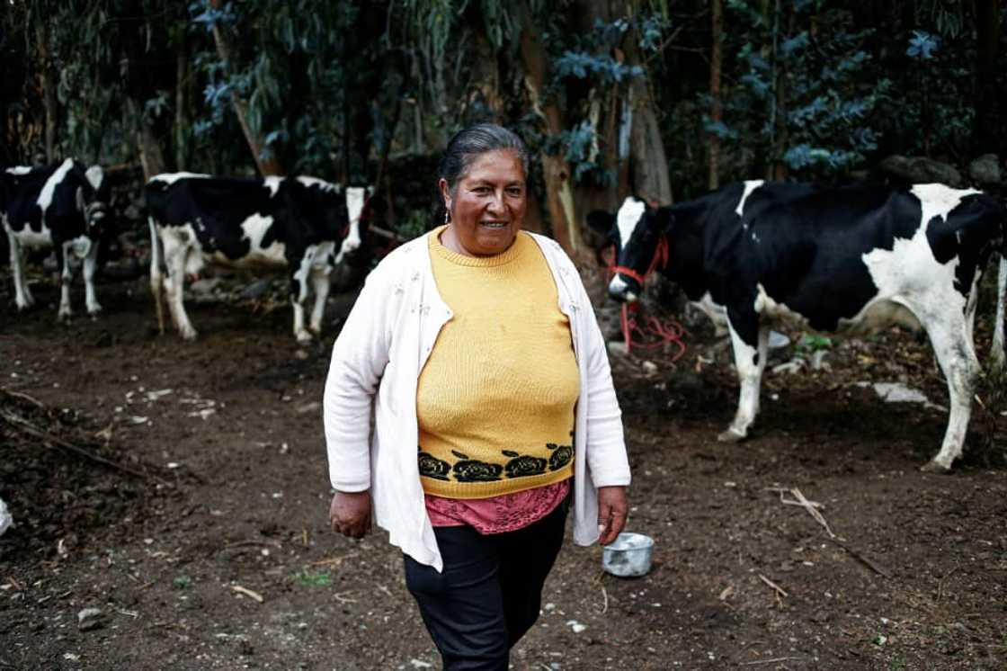 Junin farmers grow potatoes but also raise sheep, alpacas, cows and small camelids called vicunas Junin farmers grow potatoes but also raise sheep, alpacas, cows and small camelids called vicunas