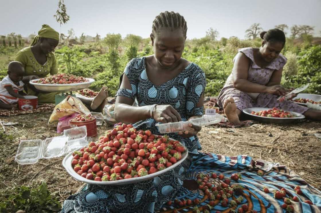 Strawberry growing reportedly started in Burkina when a French expat planted some in his garden