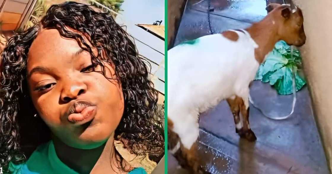 A woman's interaction with a goat amused South Africans A woman's interaction with a goat amused South Africans
