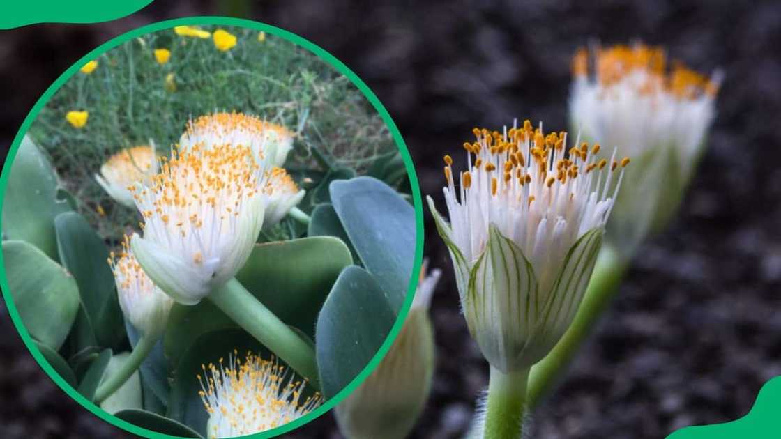 most beautiful flowers in South Africa most beautiful flowers in South Africa