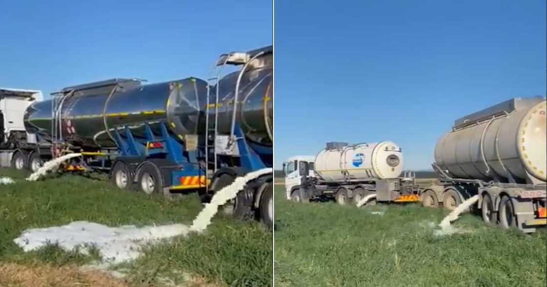 Violent protests, KwaZulu-Natal, Gauteng, South Africa, Jacob Zuma, milk, dairy farms