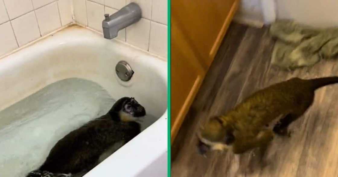 TikTok video of monkey swimming in bathtub