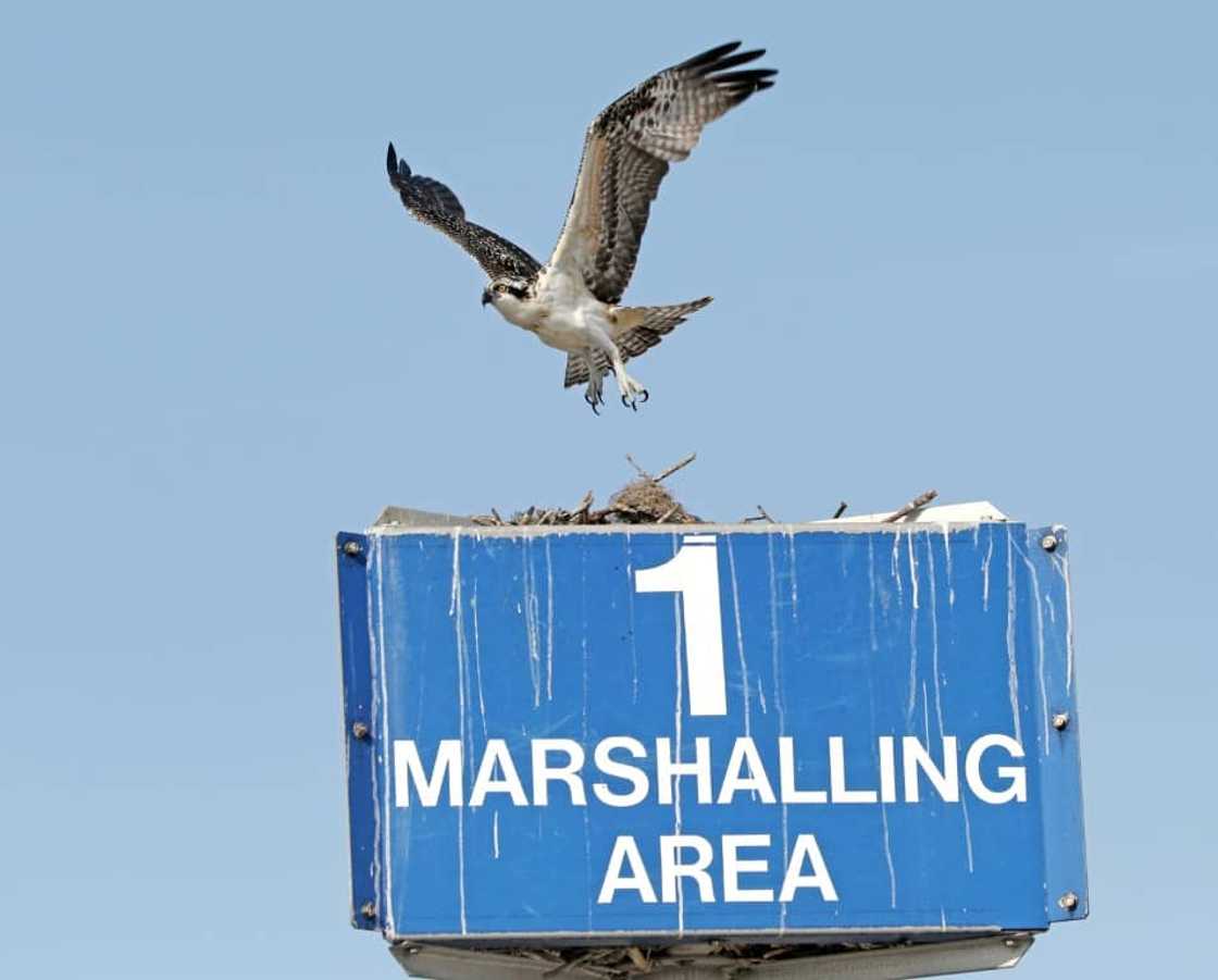 An osprey takes flight from a nest it was building at the Kennedy Space Center in Florida