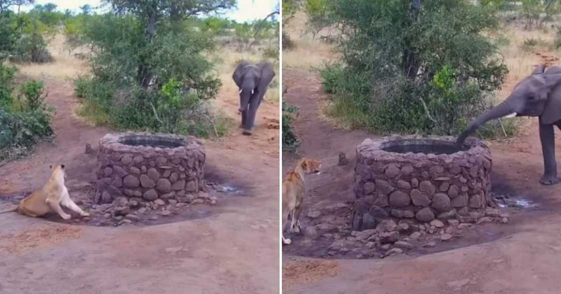 Latest Sightings Elephant versus Lion