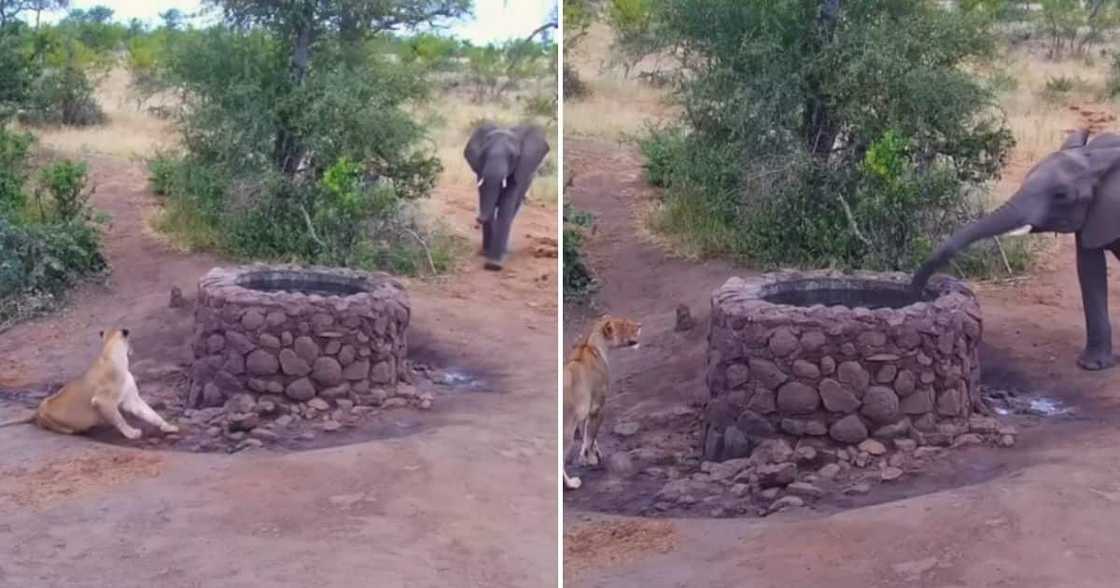 Latest Sightings Elephant versus Lion Latest Sightings Elephant versus Lion