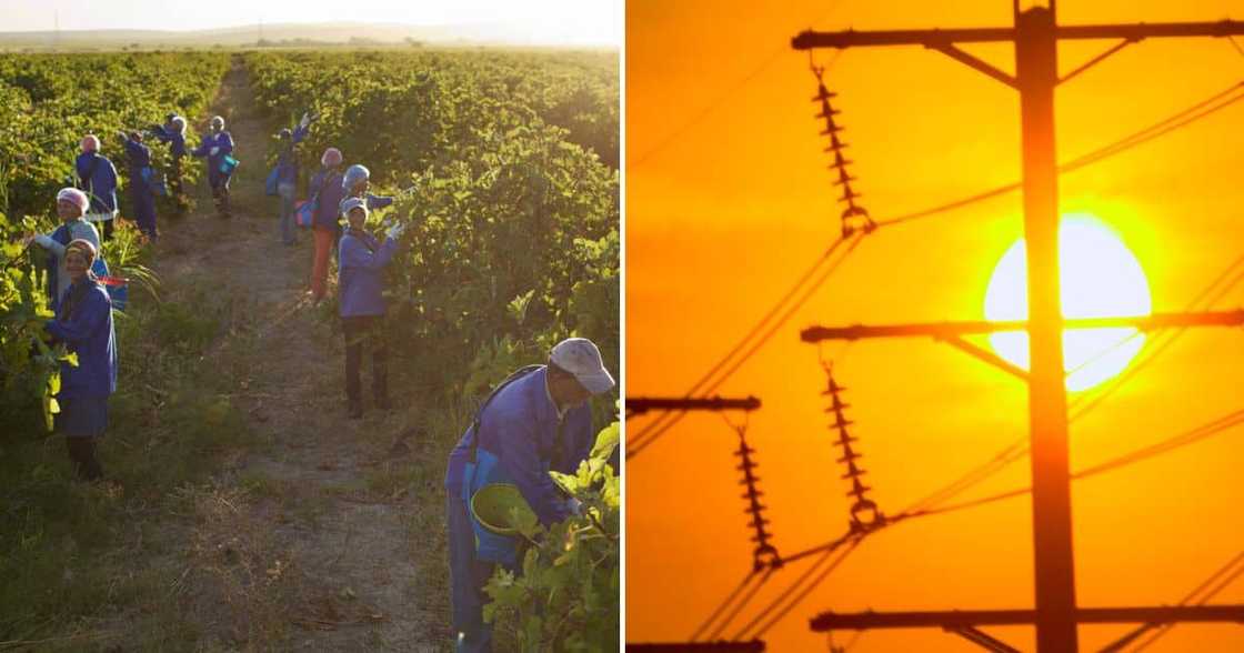Seven farmworkers die from heatstroke in Kakamas, Northern Cape Seven farmworkers die from heatstroke in Kakamas, Northern Cape