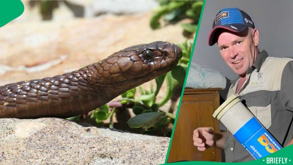 A snake handler caught a Cape cobra.