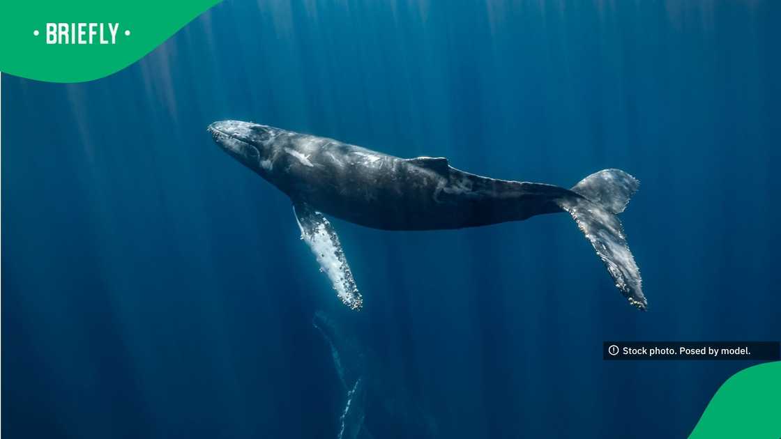 Humpback Whale in Magdalena Bay