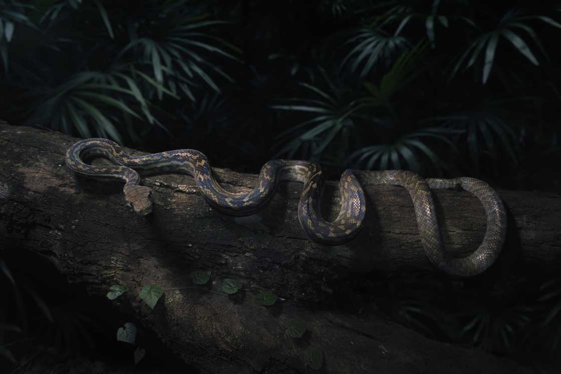 Avoid snakes at night Avoid snakes at night
