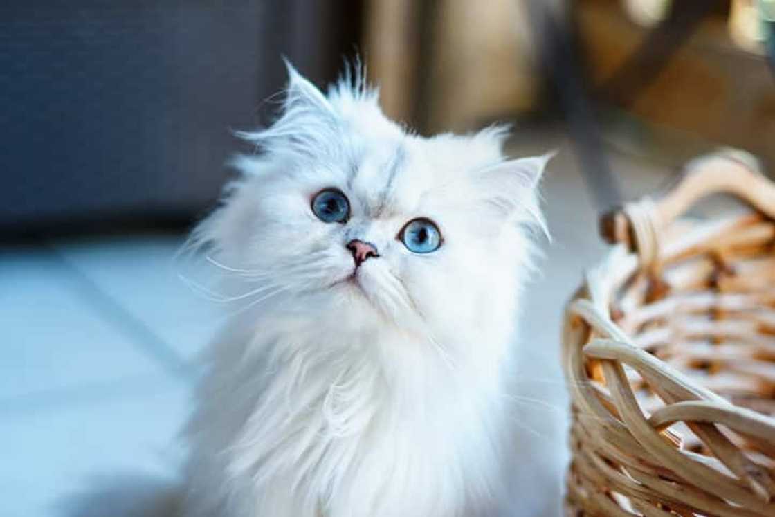 A close-up portrait of a blue-eyed Persian cat A close-up portrait of a blue-eyed Persian cat