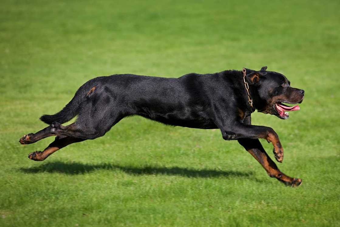 what dog is illegal in the us? what dog is illegal in the us?