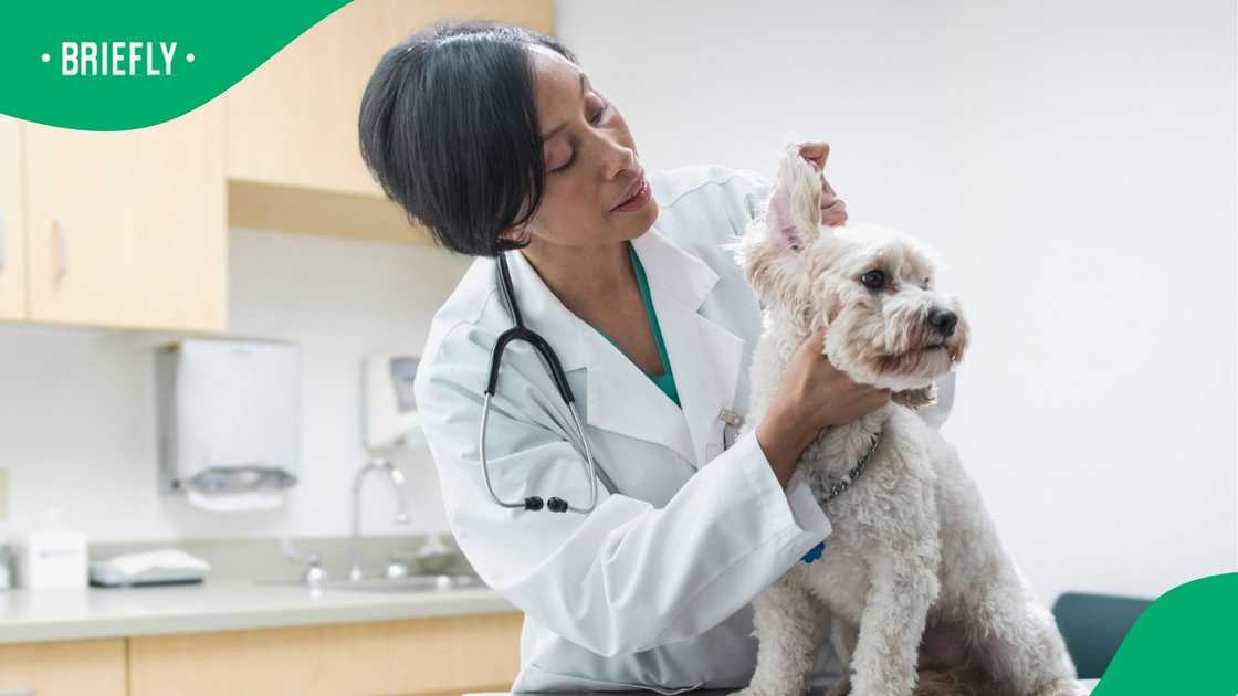 The dog’s owner, who spoke on condition of anonymity, described the incident as abhorrent.