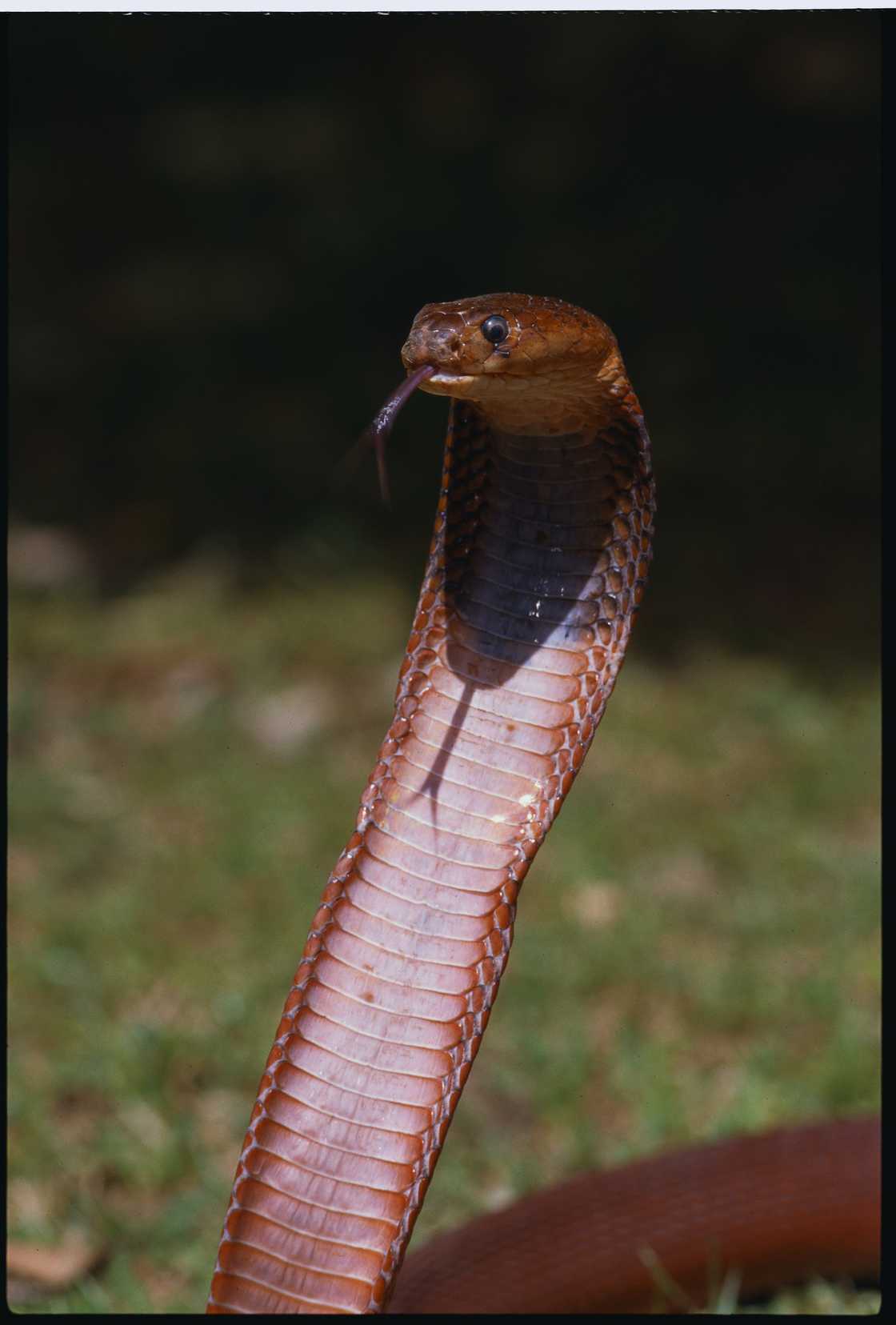 More cobras haveen spotted in Cape Town More cobras haveen spotted in Cape Town