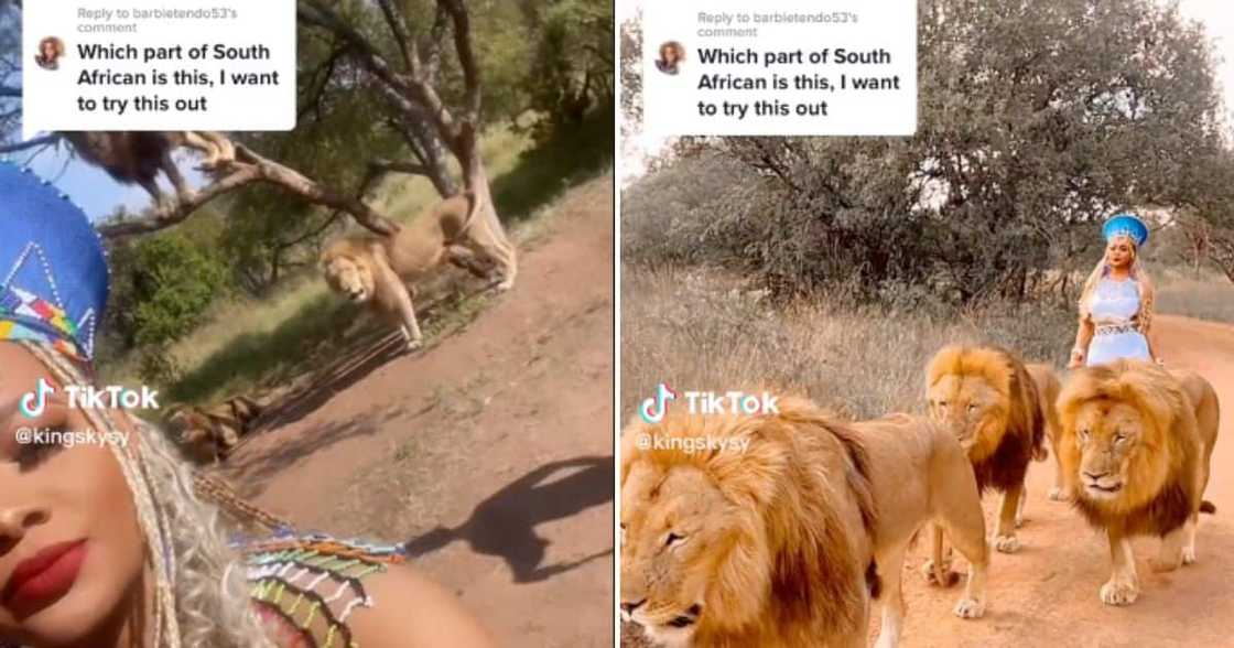 Beautiful Johannesburg Woman Walks With Lions in Traditional attire At Ukuthula Lodge And Goes TikTok Viral Beautiful Johannesburg Woman Walks With Lions in Traditional attire At Ukuthula Lodge And Goes TikTok Viral