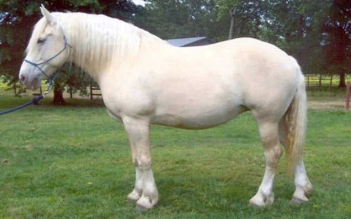 Rare prettiest horse in the world