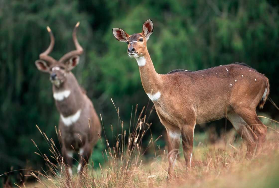 Male and female mountain nyala Male and female mountain nyala