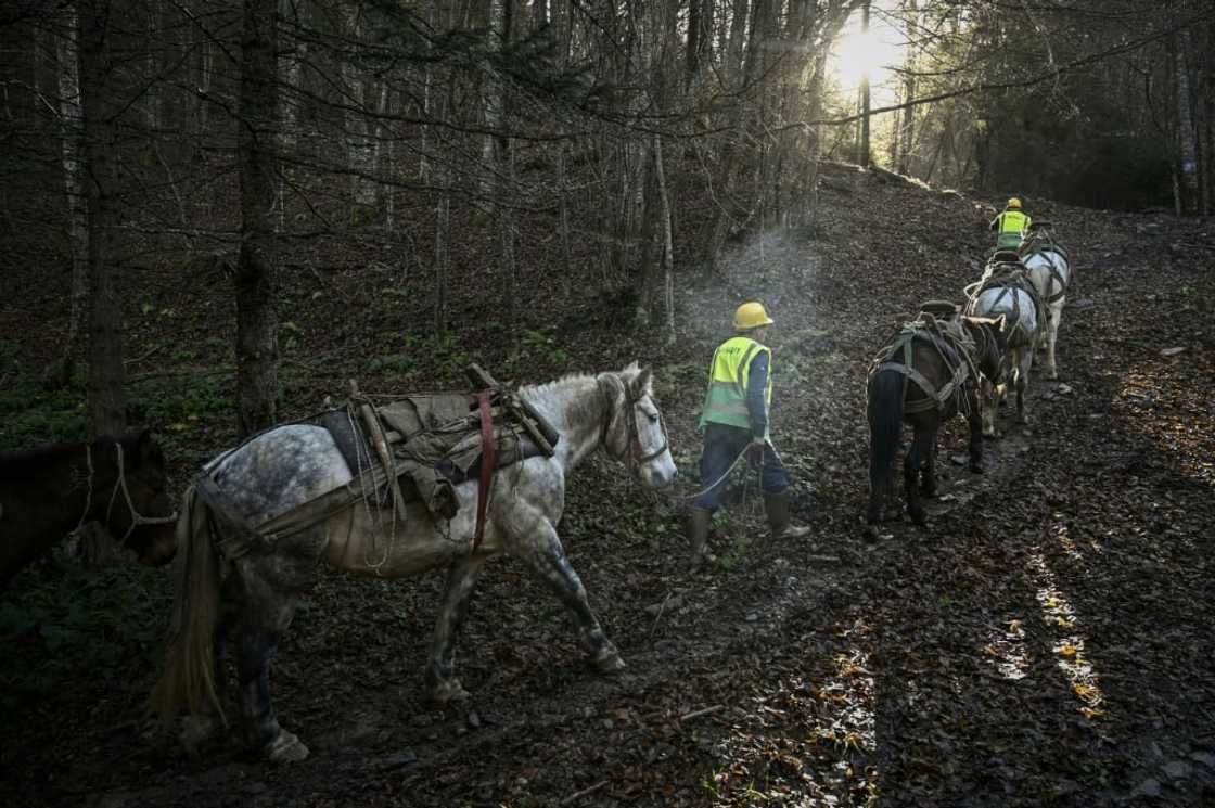 Horses usually make two trips per day Horses usually make two trips per day