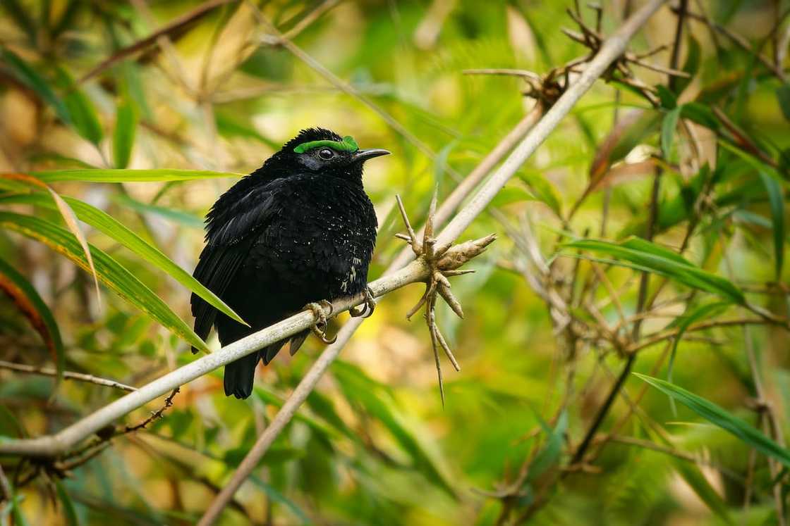 Velvet Asity in a tropical moist lowland forest