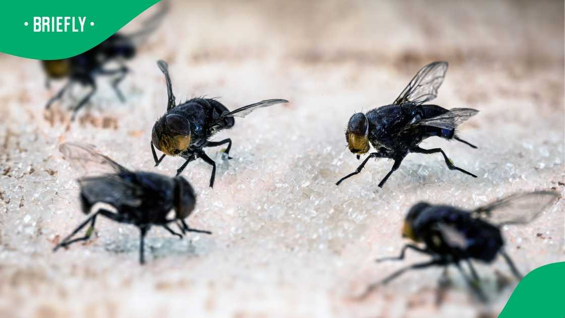 A stock photo of a swarm of flies