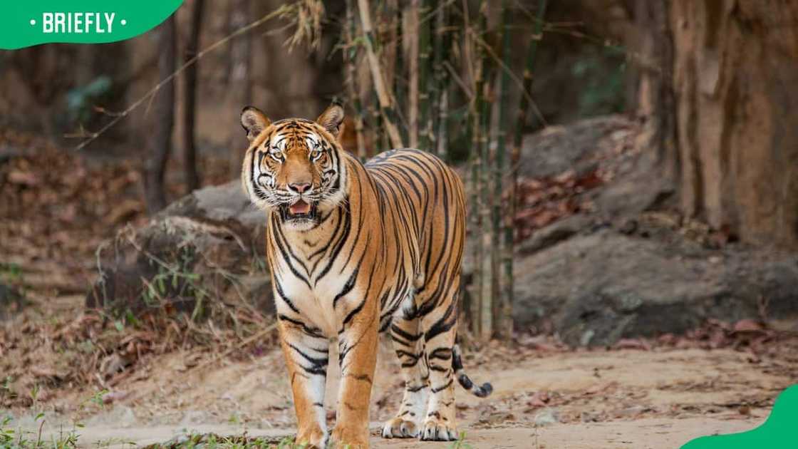 An Indochinese tiger in a bamboo forest