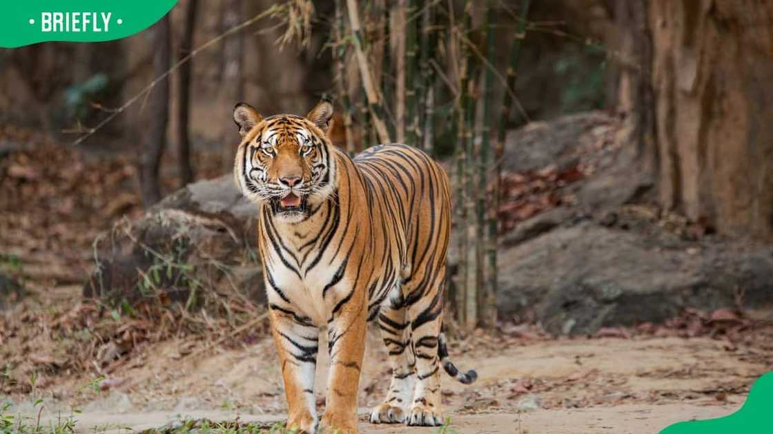 An Indochinese tiger in a bamboo forest An Indochinese tiger in a bamboo forest