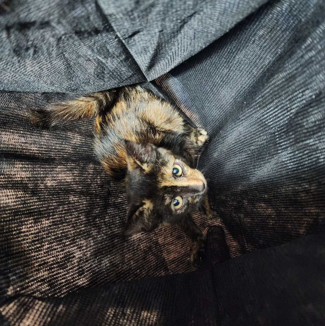 Viewers were happy to hear that the kitten was eventually more relaxed after receiving expert care