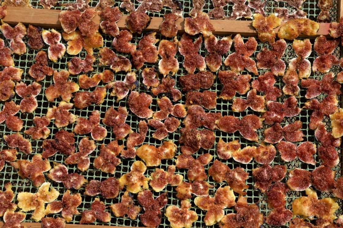 Djebba figs were given a protected designation of origin by Tunisia's agriculture ministry in 2012 Djebba figs were given a protected designation of origin by Tunisia's agriculture ministry in 2012