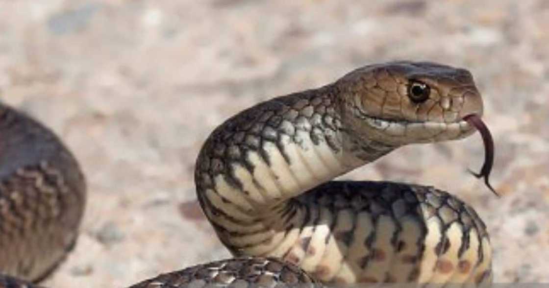 Toddler bites snake to death Toddler bites snake to death