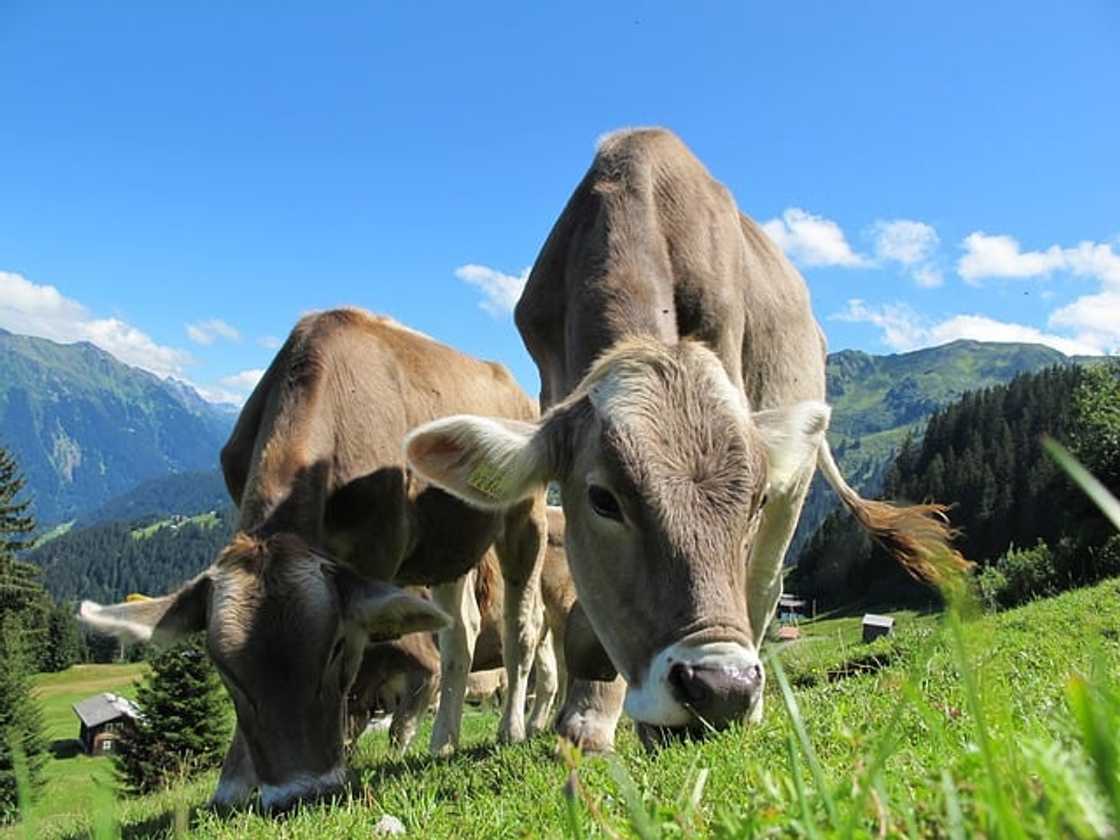 Cows grazing on grass in a field.