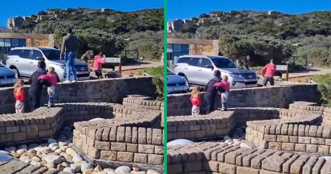 TikTok video shows baboon attack TikTok video shows baboon attack