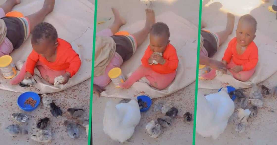 TikTok video child trying to ear live chicks TikTok video child trying to ear live chicks