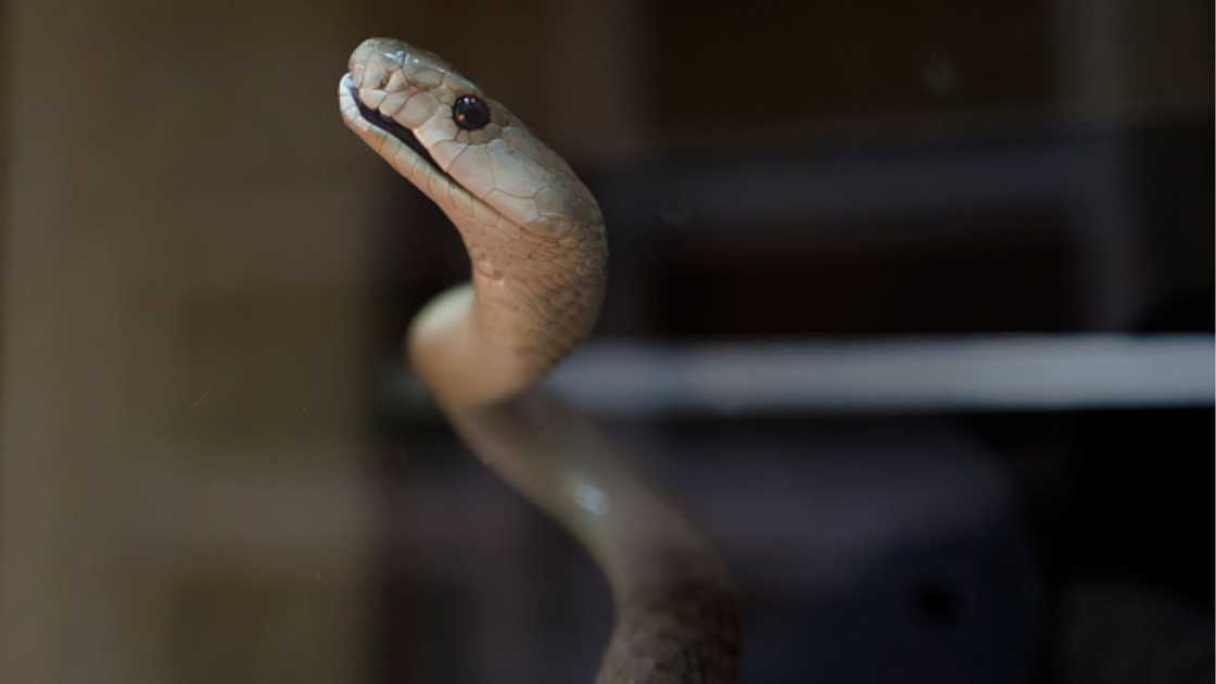 Viewers suspected snake was black mamba Viewers suspected snake was black mamba