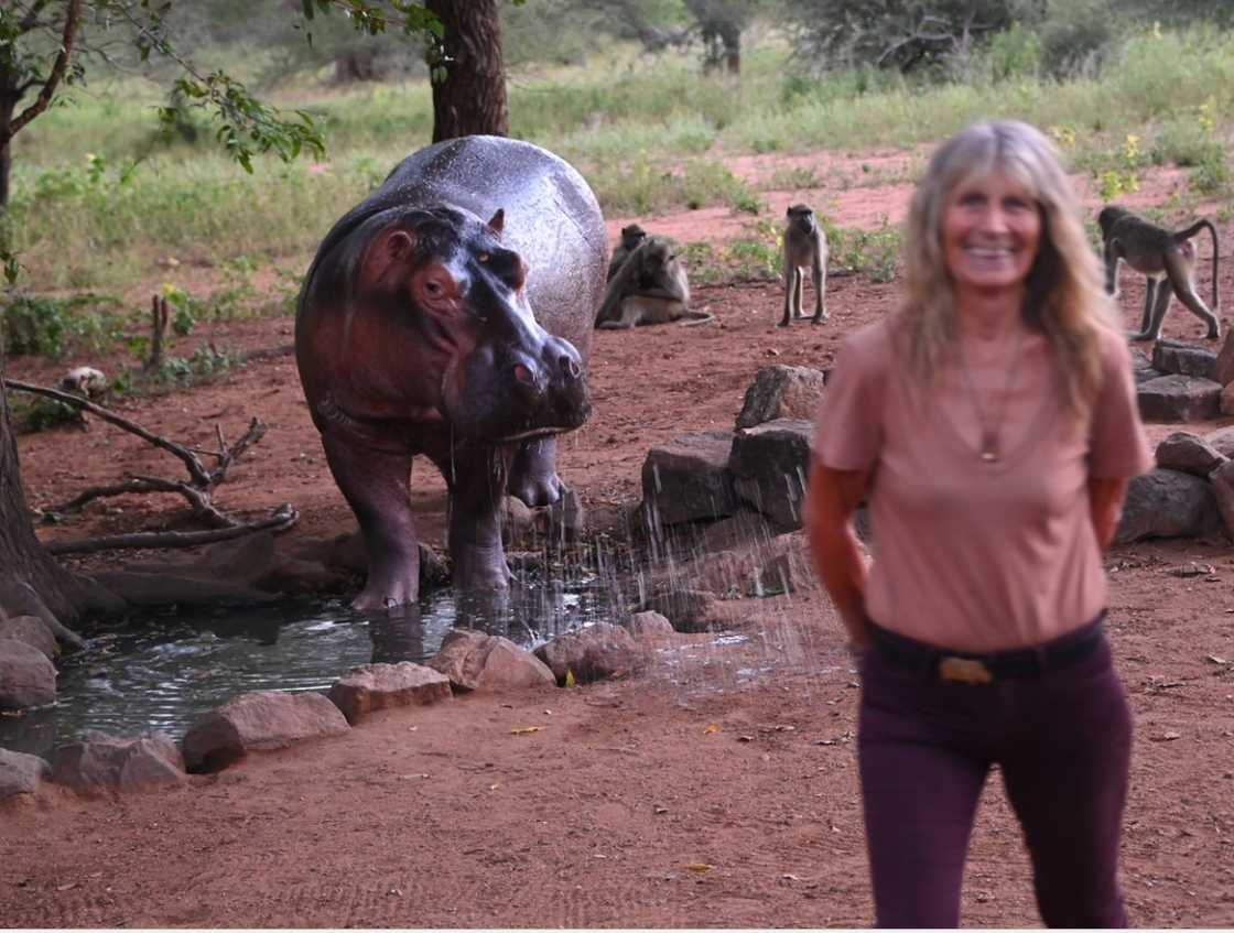 Karen Paolillo of Turgwe Hippo Trust with Steve the Hippo Karen Paolillo of Turgwe Hippo Trust with Steve the Hippo