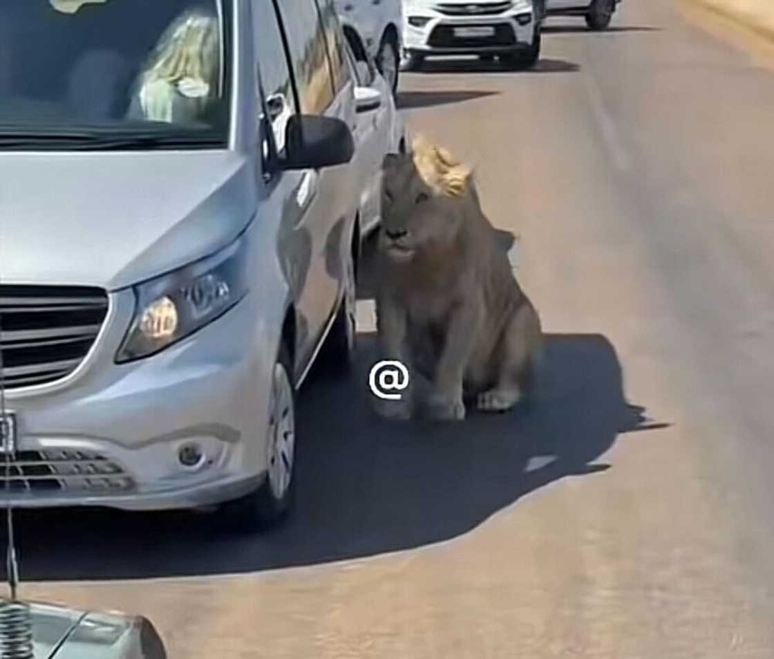 A lion caused a traffic jam at Kruger National Park, and the actions of onlookers sparked a debate.
