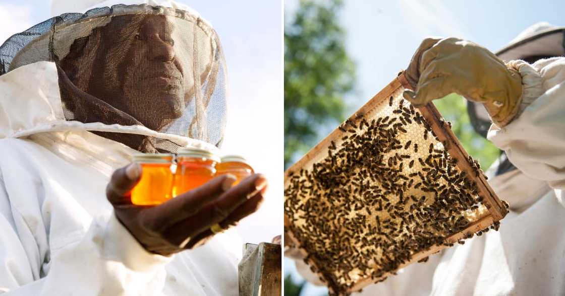 Beekeeper harvests honey from his beehive Beekeeper harvests honey from his beehive