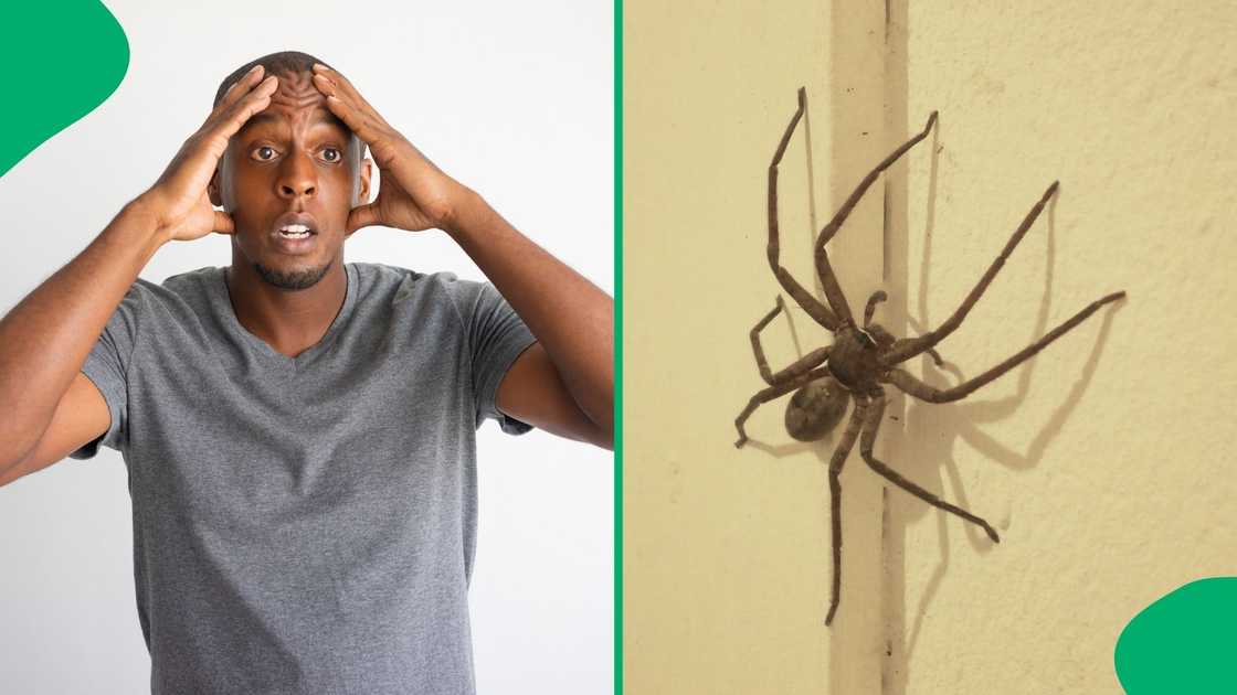 Stock photos of a stunned man and a spider