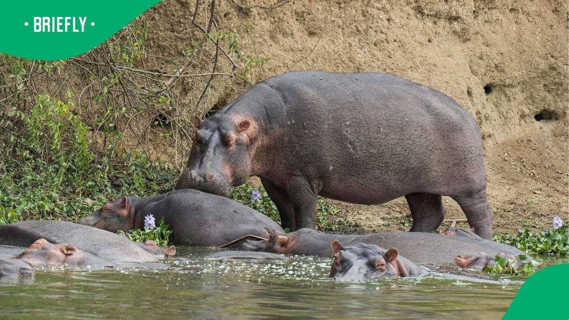Two hippos walked the streets of St Lucia, and the video went viral online.