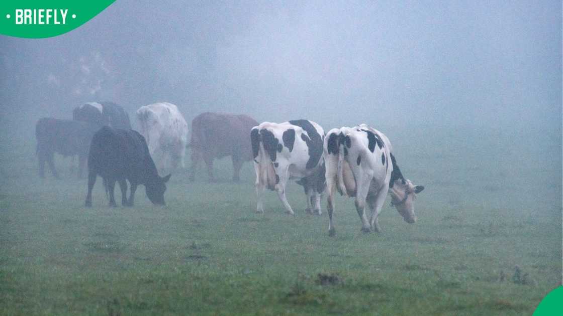 Cows grazing in the fog in rural Ontario