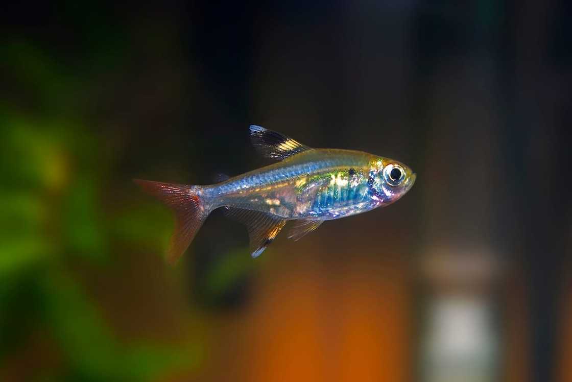 X-ray tetra in deep waters X-ray tetra in deep waters