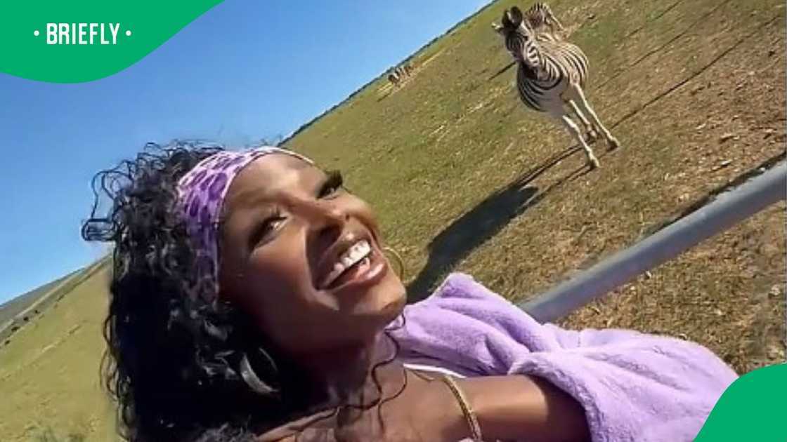 American singer's voice attracts Zebra