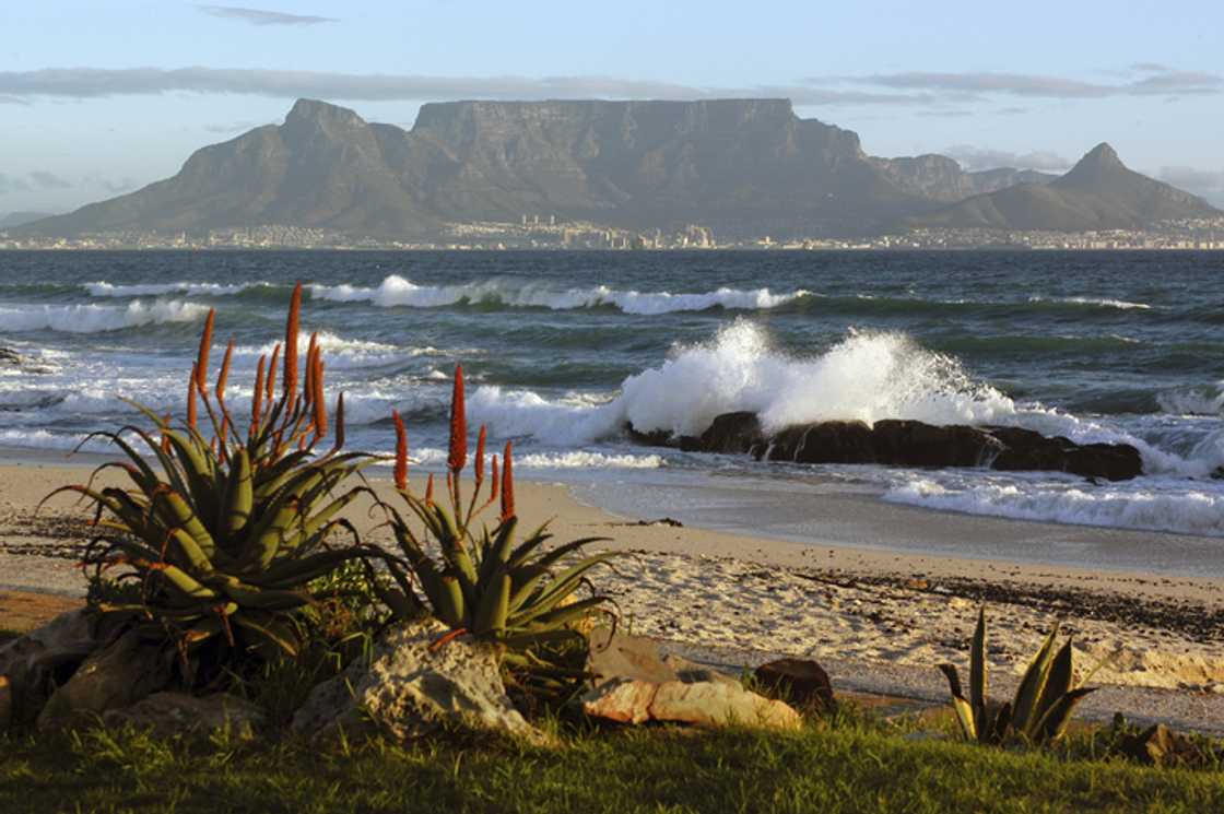 Table Mountain with sandy beach, breaking waves and foreground aloe succulent plants