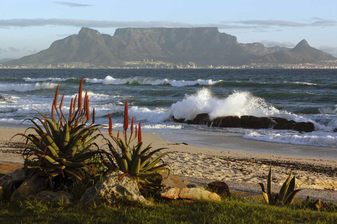 Table Mountain with sandy beach, breaking waves and foreground aloe succulent plants Table Mountain with sandy beach, breaking waves and foreground aloe succulent plants