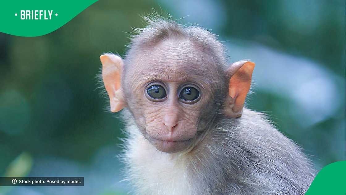 Woman bond with monkey in TikTok video Woman bond with monkey in TikTok video