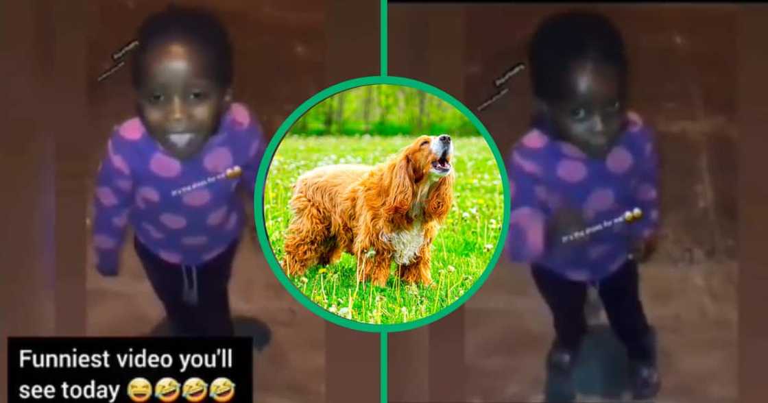 TikTok shows kid being chased by a dog after singing TikTok shows kid being chased by a dog after singing