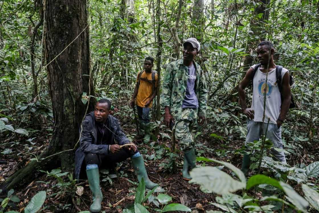 Forest elephants now have nowhere to go so end up in people's fields, says a park conservationist Forest elephants now have nowhere to go so end up in people's fields, says a park conservationist