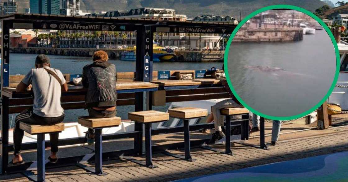 TikTok video shows whale at Cape Town's V&A waterfront