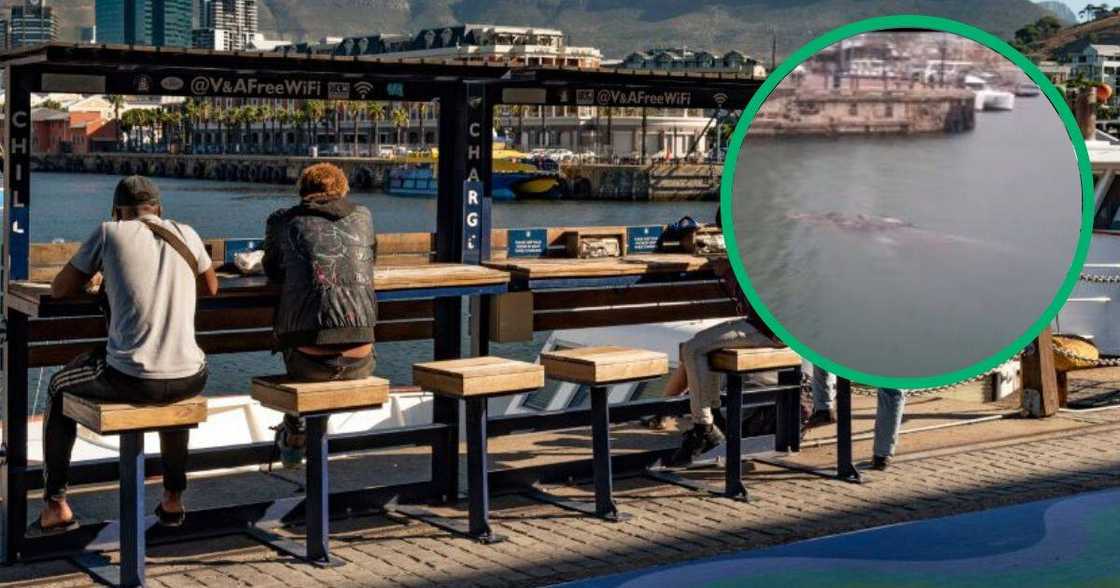 TikTok video shows whale at Cape Town's V&A waterfront TikTok video shows whale at Cape Town's V&A waterfront